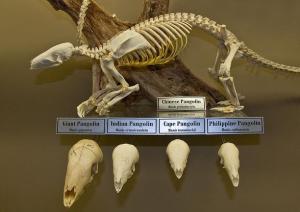 Pangolin skeleton