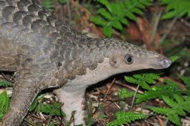 Sunda pangolin