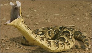 Puff-Adder_682_731083a