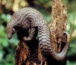 Tree pangolin