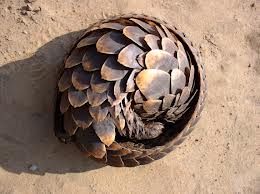 A curled-up pangolin