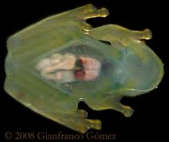 Bottom of Emerald glass frog