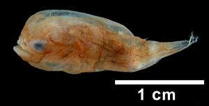 Male anglerfish