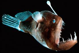 Female anglerfish