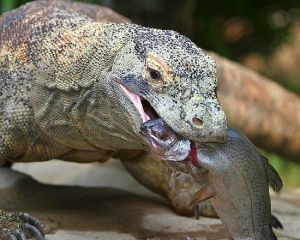 komodo-dragon-eating-fish